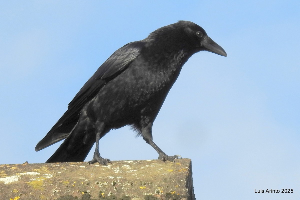 Carrion Crow - ML645622803