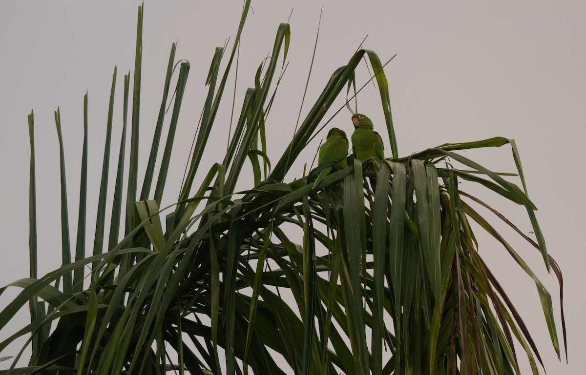 Hispaniolan Parakeet - ML645622805