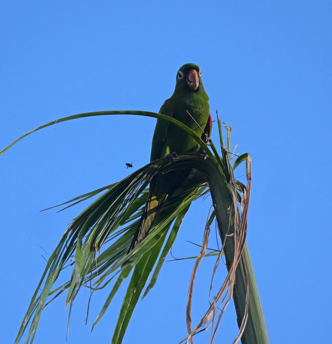 Hispaniolan Parakeet - ML645622806
