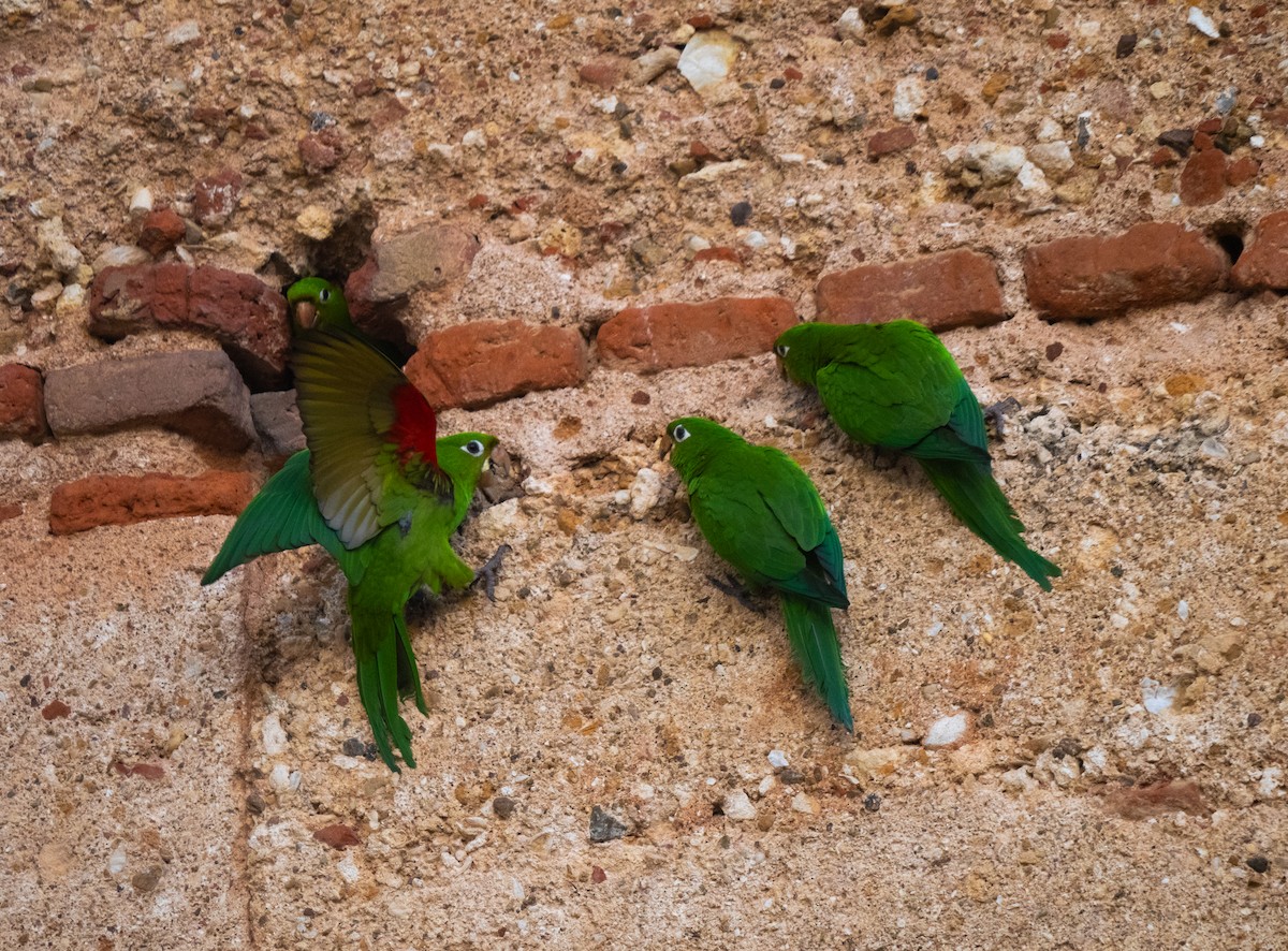 Hispaniolan Parakeet - ML645622807