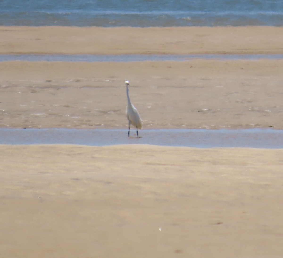 Great Egret - ML645622812