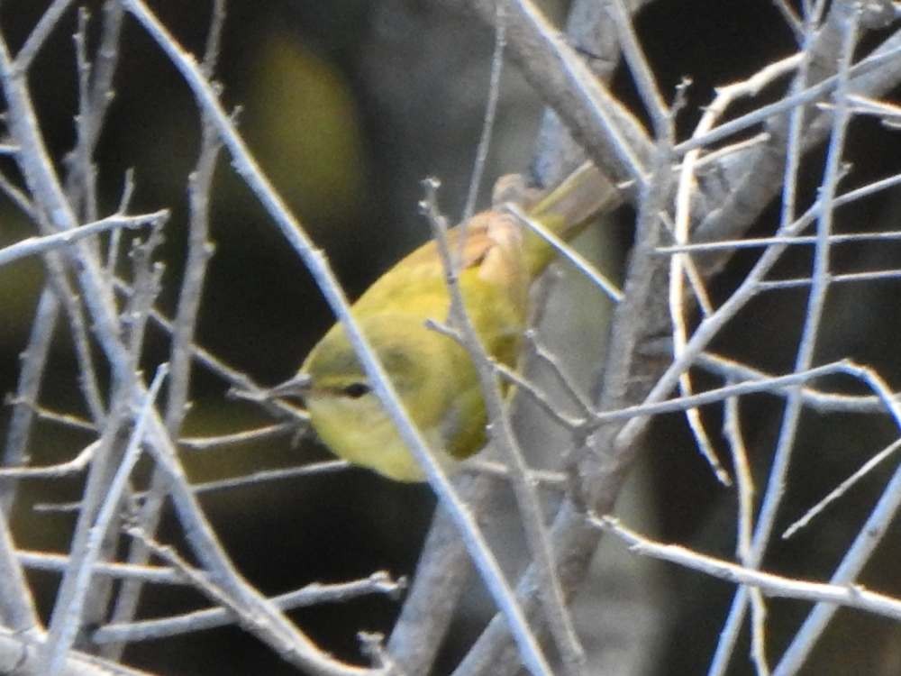 Reinita de Tennessee - ML645622814