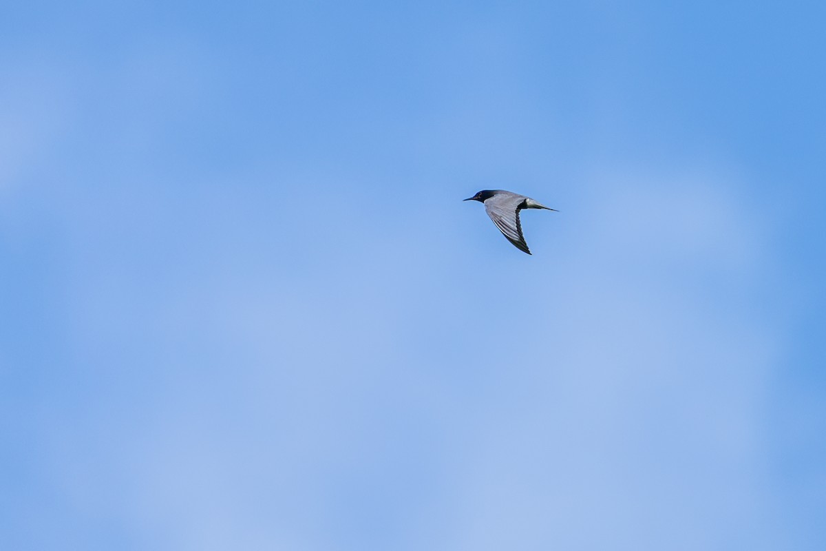 黑浮鷗 - ML645622816