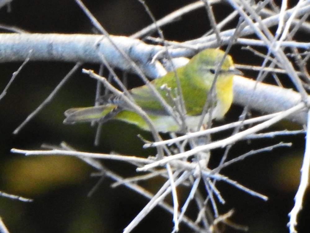 Reinita de Tennessee - ML645622819