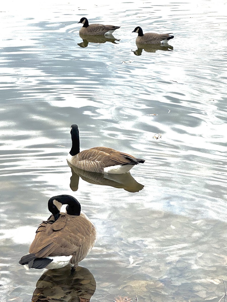 Barnacla Canadiense Chica (hutchinsii) - ML645622821