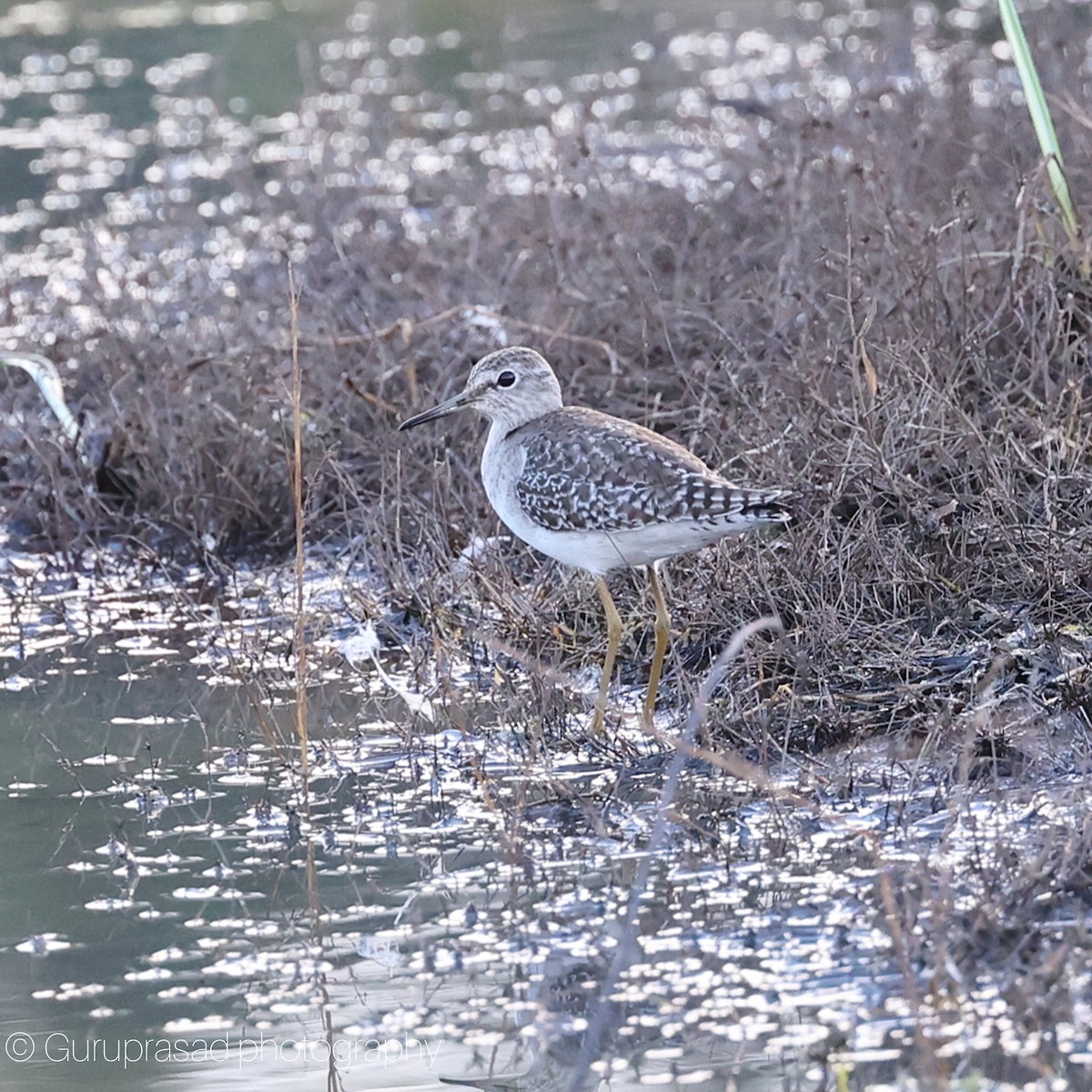 Andarríos Bastardo - ML645622823