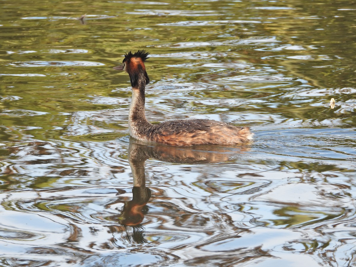 Somormujo Lavanco - ML645622824