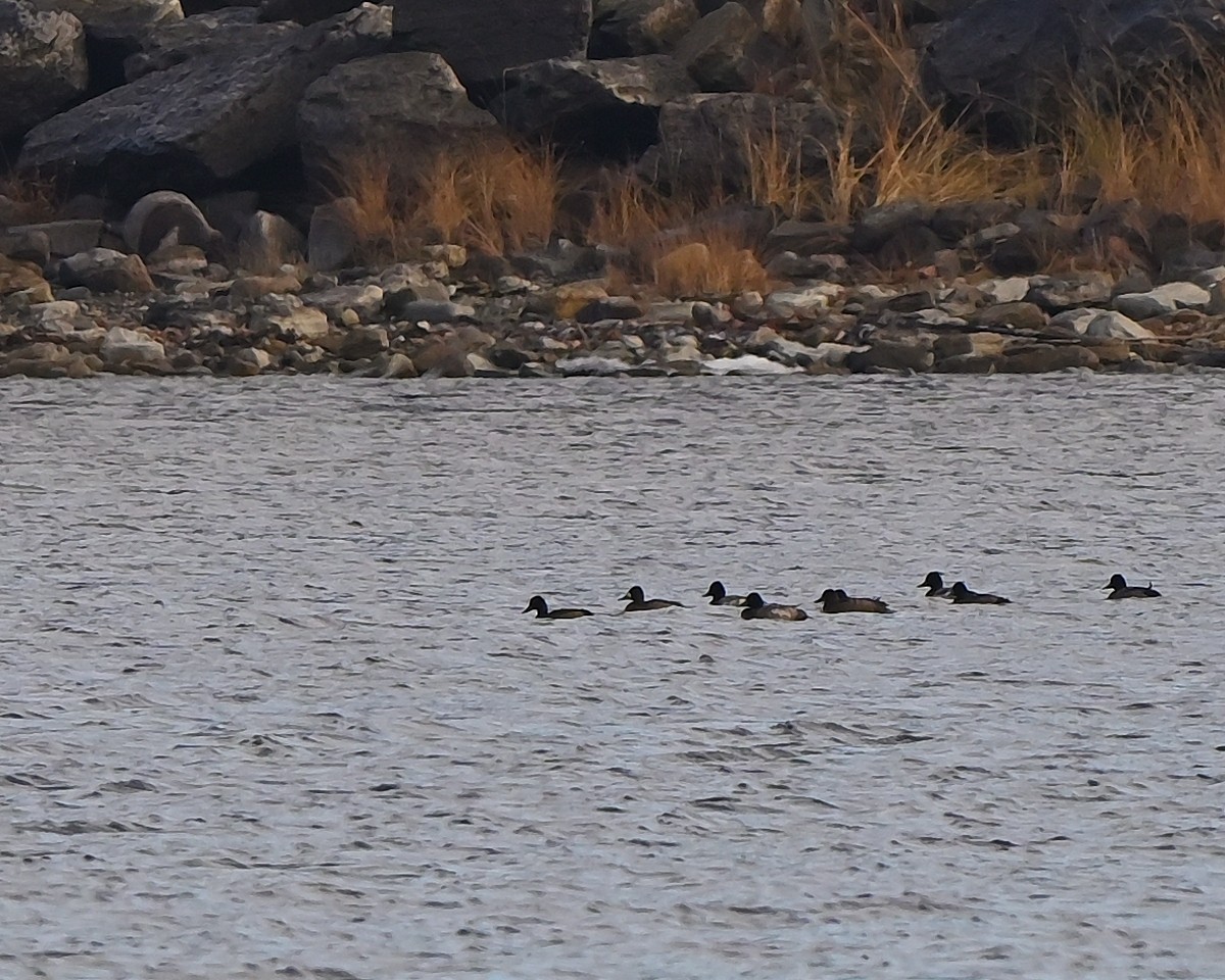 Porrón Bola - ML645622825