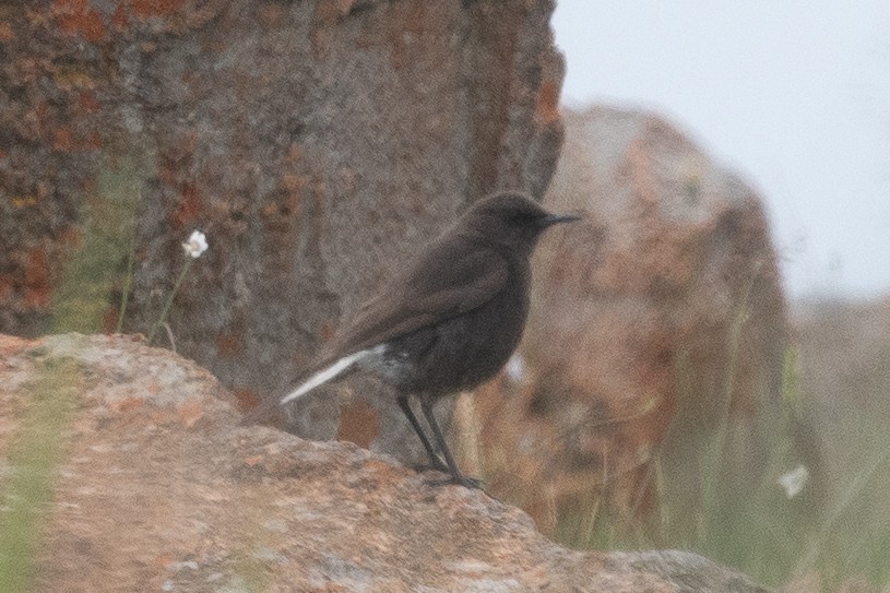 Zorzal Hormiguero Meridional - ML645622826