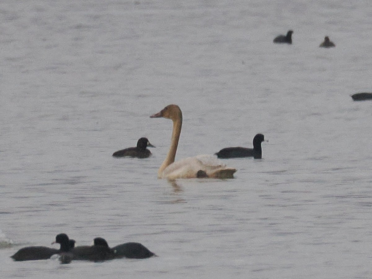 Cisne Chico - ML645622827