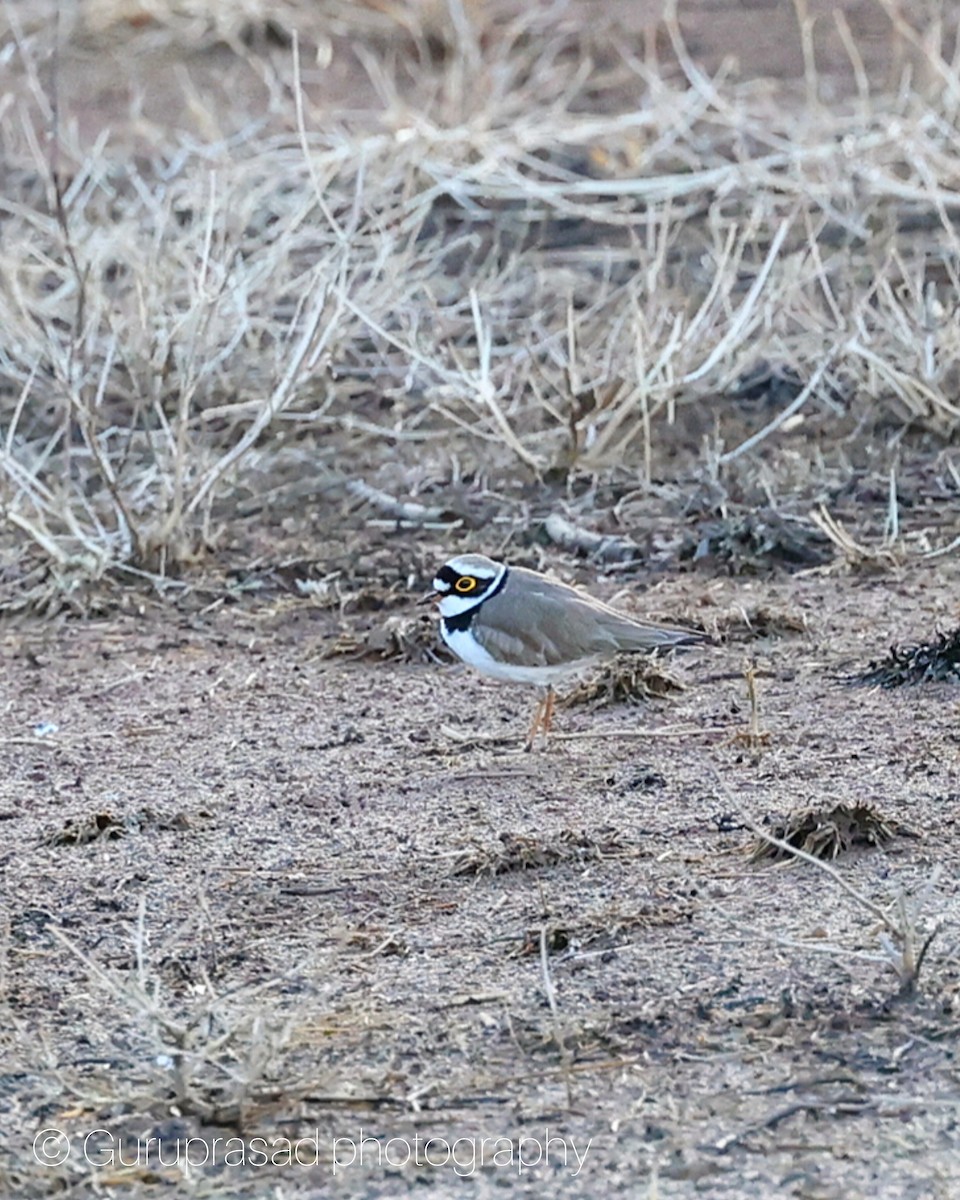 Chorlitejo Chico - ML645622828