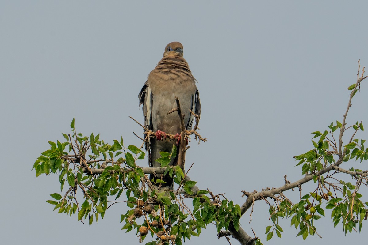 Zenaida Aliblanca - ML645622829