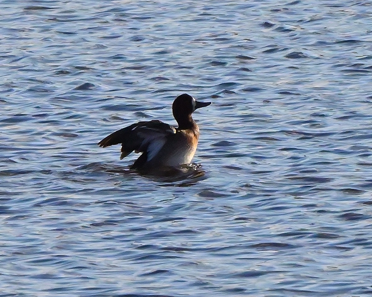 Porrón Bola - ML645622830