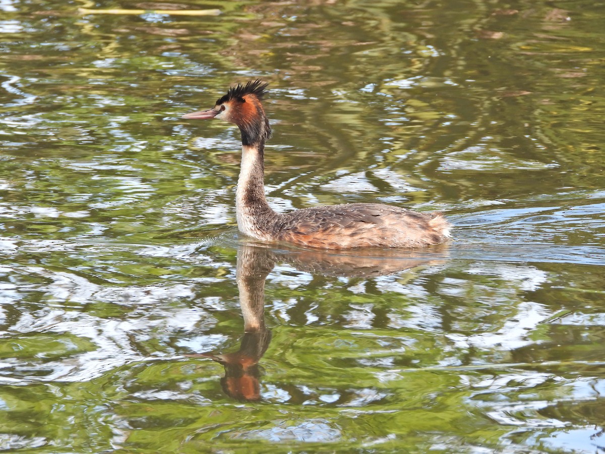 Somormujo Lavanco - ML645622831