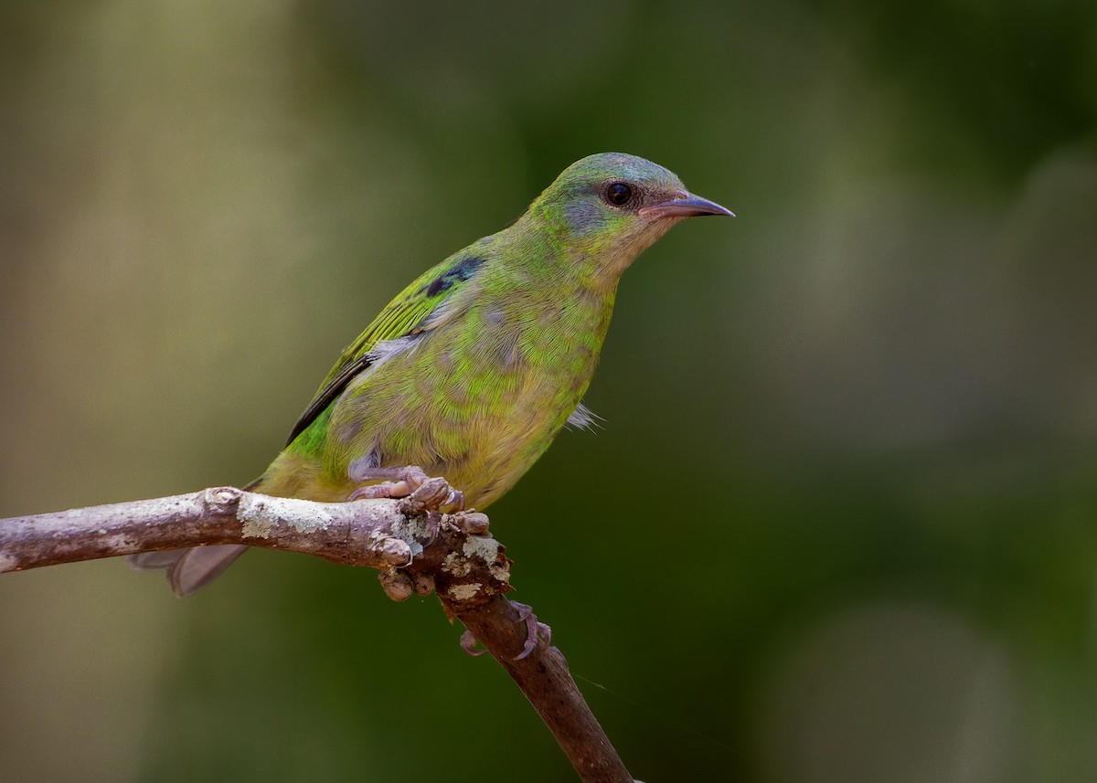 Dacnis Azul - ML645622838