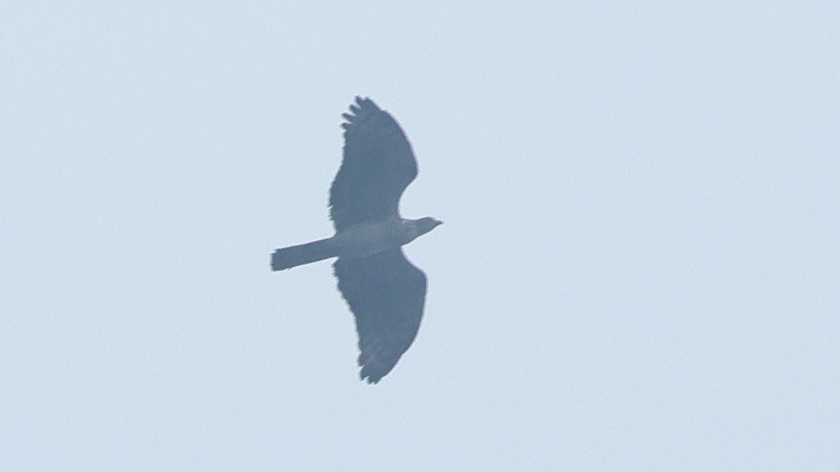 Abejero Oriental - ML645622841