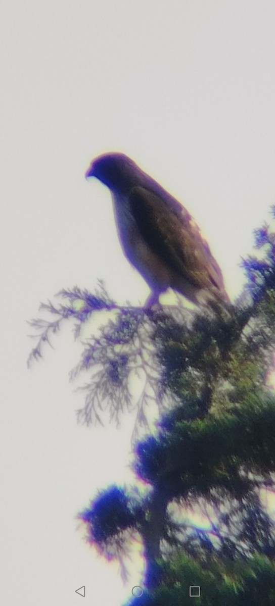 Busardo Colirrojo - ML645622844