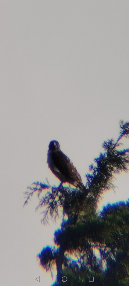 Busardo Colirrojo - ML645622845