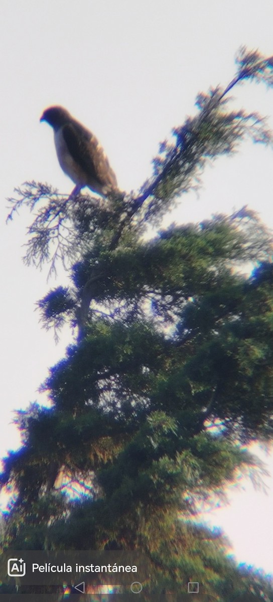 Busardo Colirrojo - ML645622846