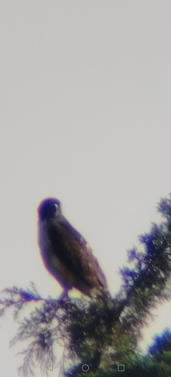 Busardo Colirrojo - ML645622847