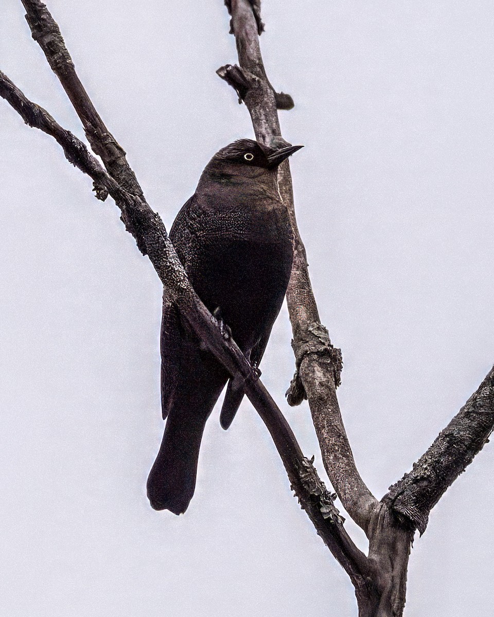 Zanate Canadiense - ML645622848