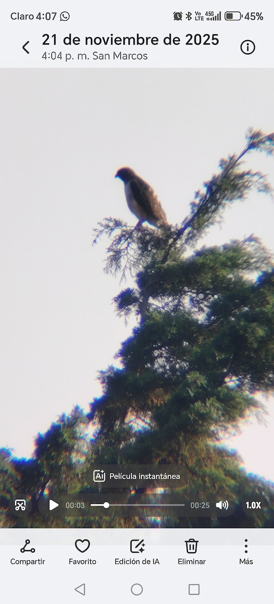 Busardo Colirrojo - ML645622849