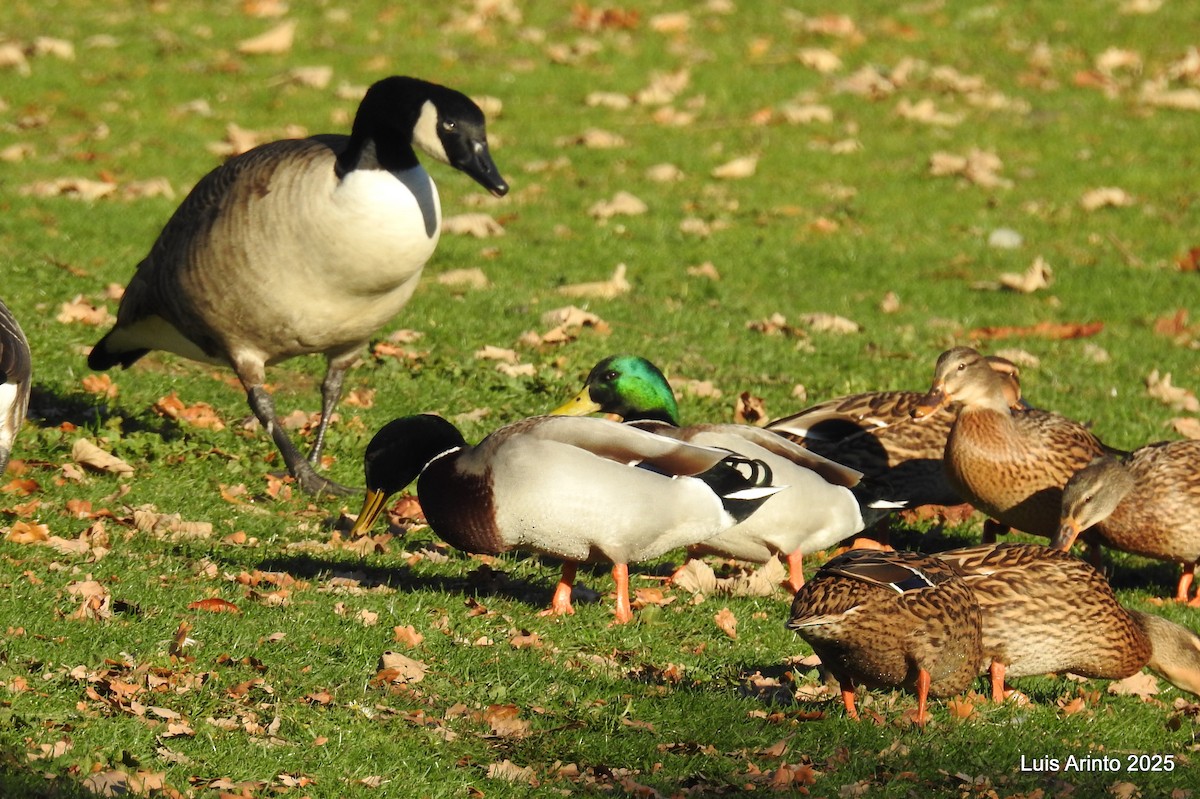 Mallard - ML645622850