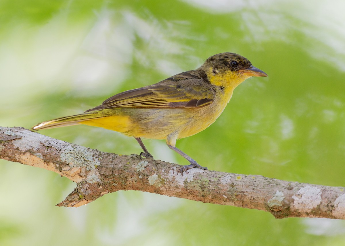 gulgumptanagar - ML645622852