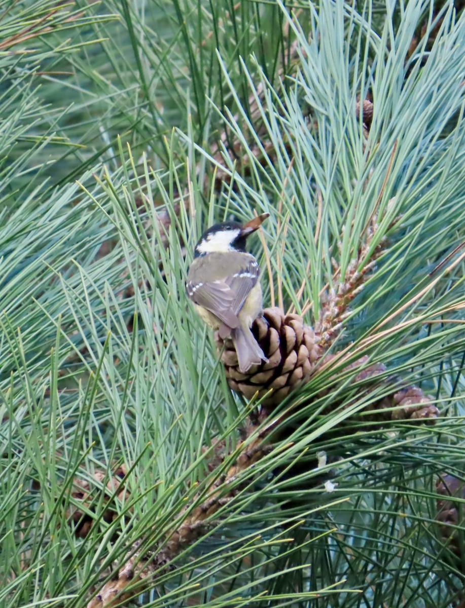 Cincia mora - ML645622853