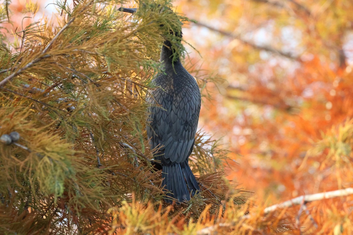 Neotropic Cormorant - ML645622854