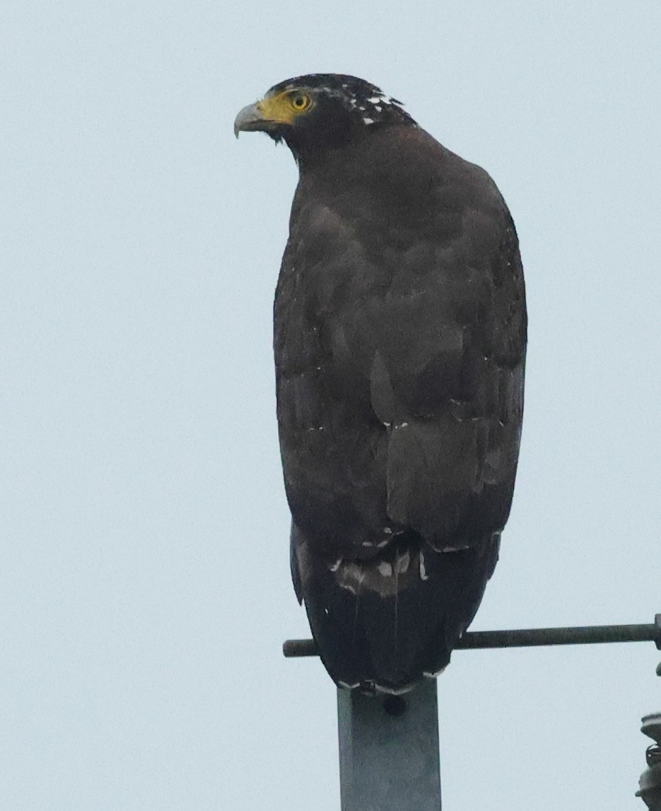 Crested Serpent-Eagle - ML645622856