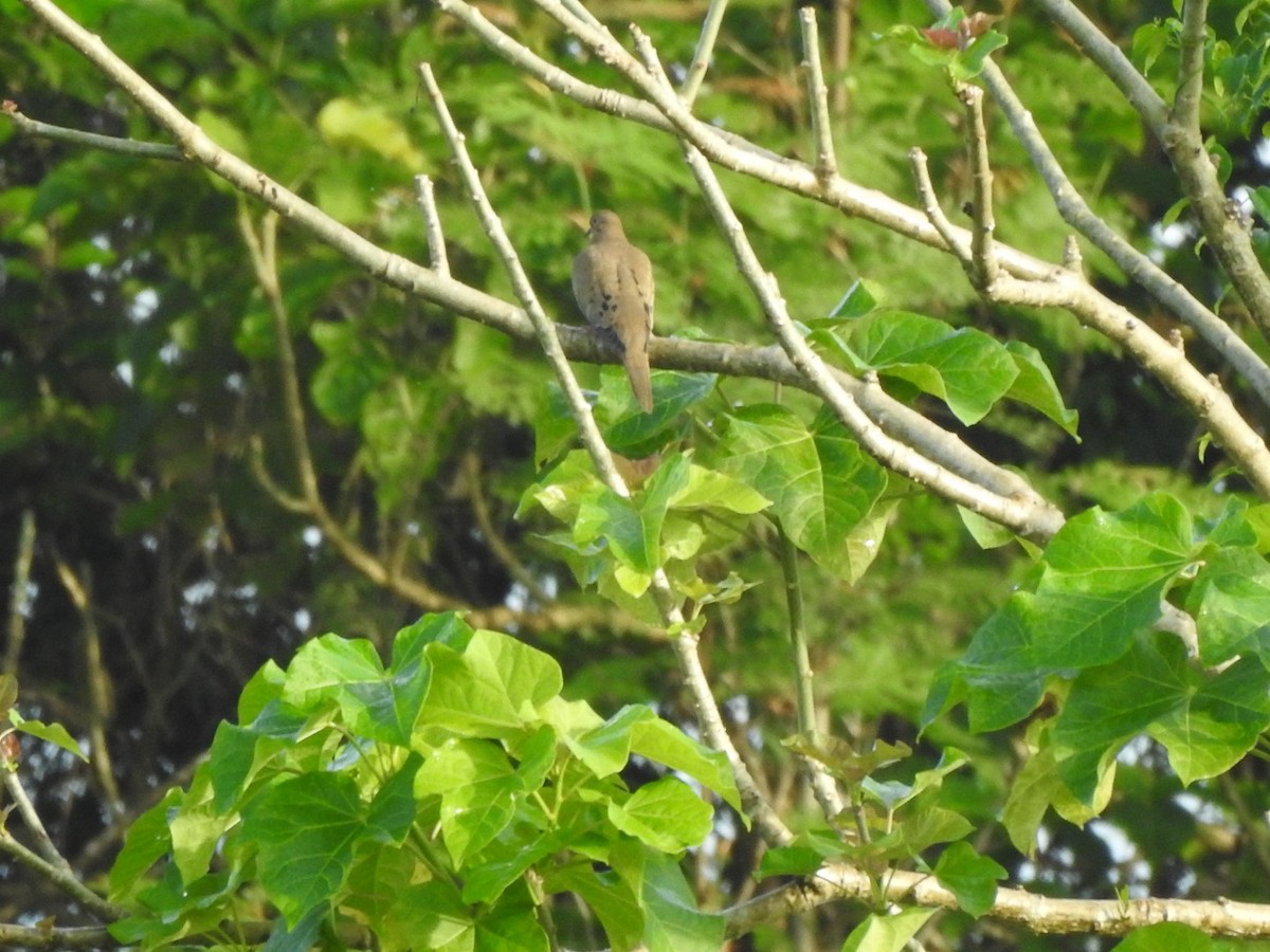 Mourning Dove - ML645622869