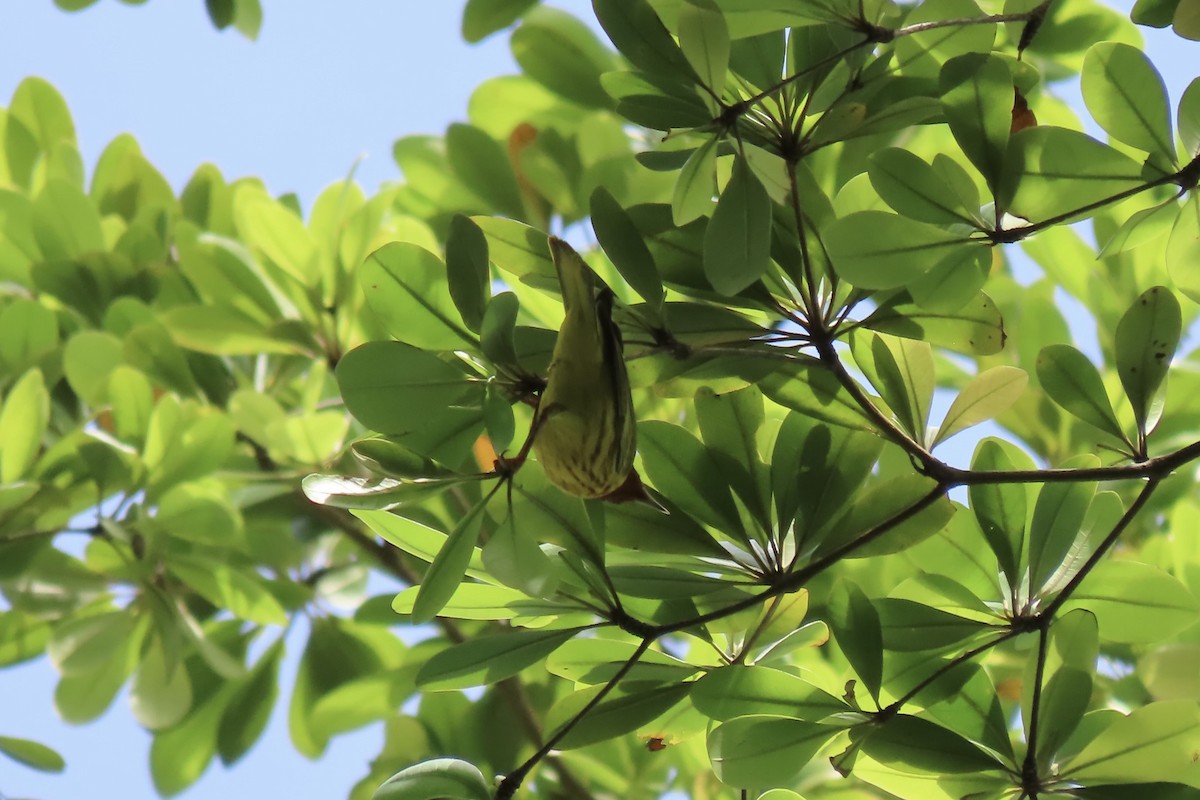 Mangrove Yellow Warbler (Panama) - ML645622870