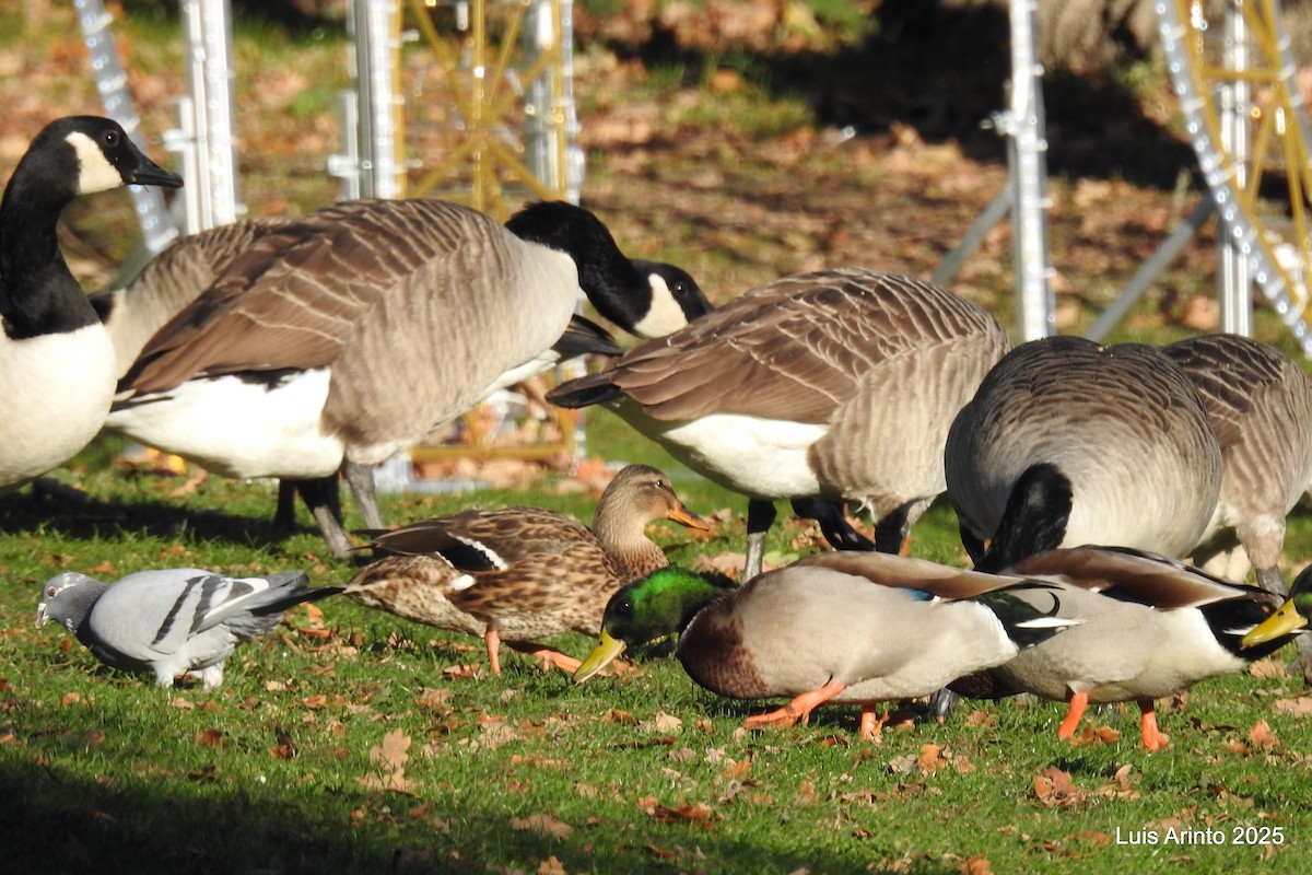 Canada Goose - ML645622872