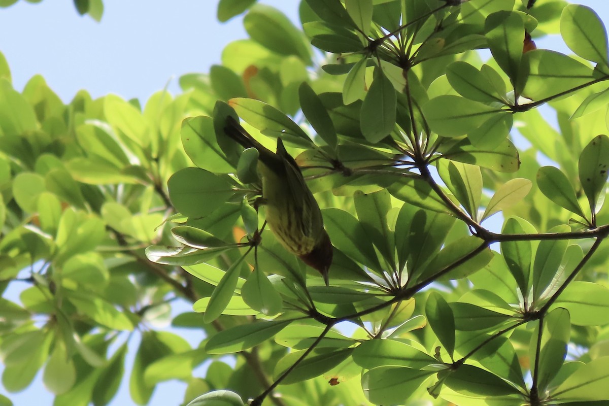 Mangrove Yellow Warbler (Panama) - ML645622877