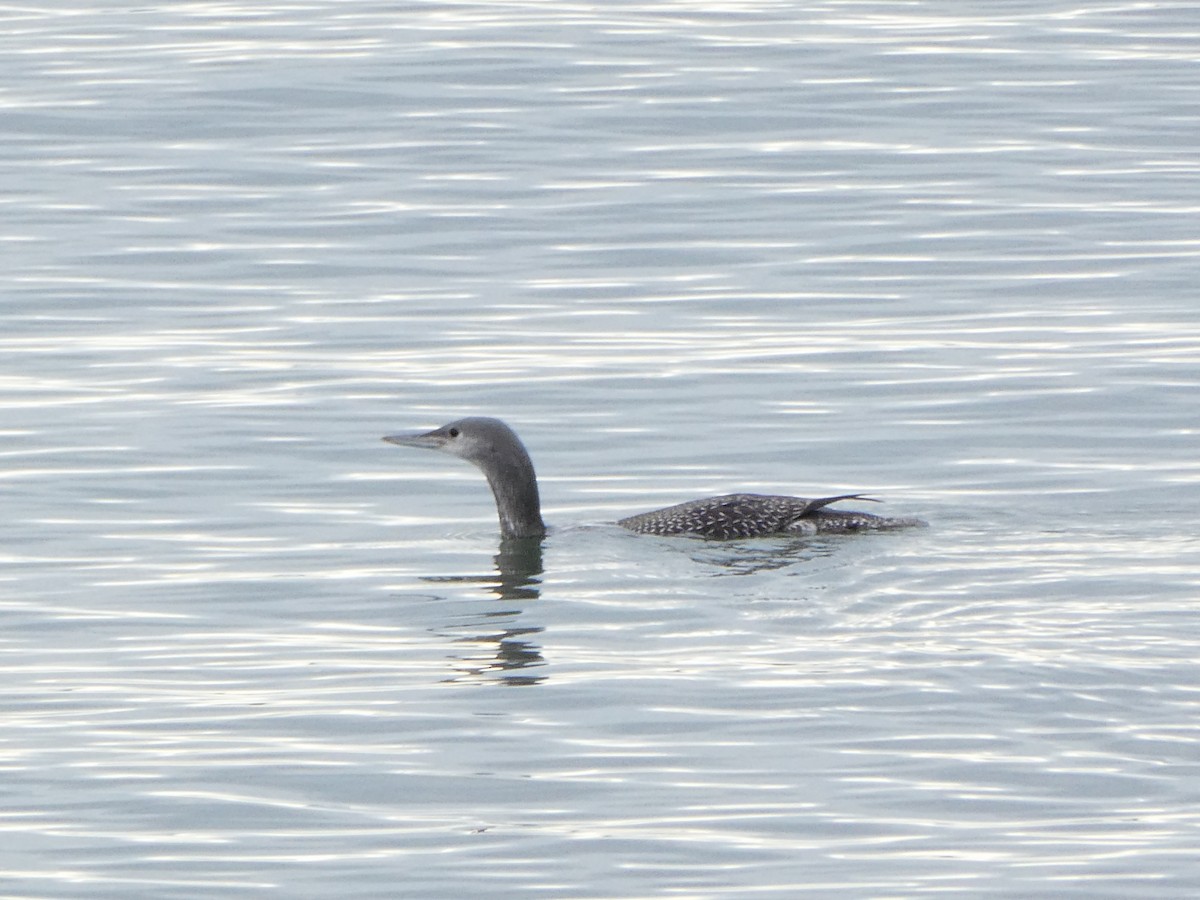 紅喉潛鳥 - ML645622885