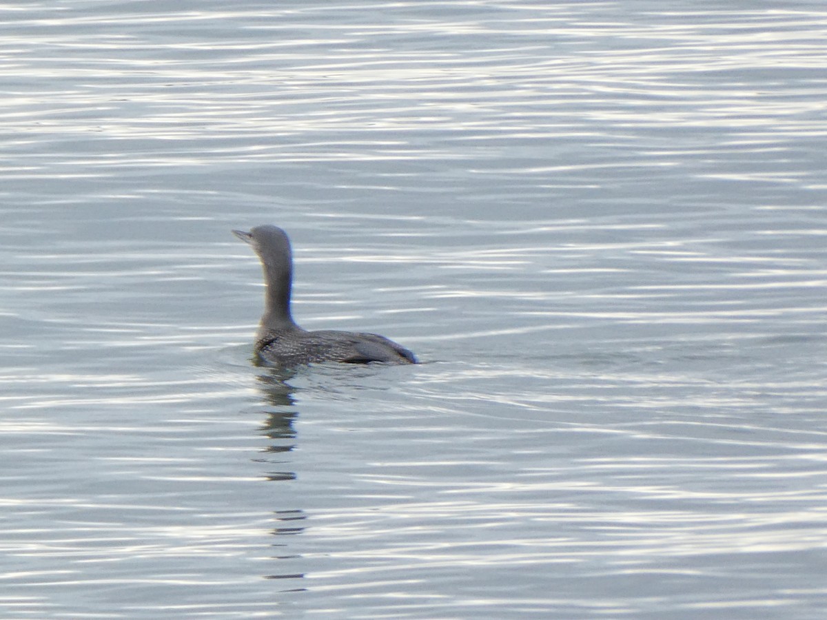 紅喉潛鳥 - ML645622886