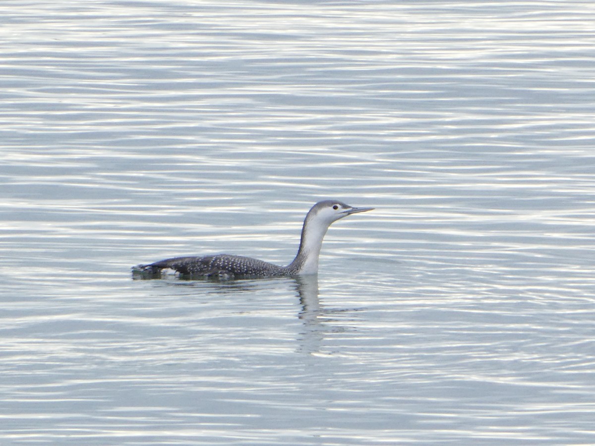 紅喉潛鳥 - ML645622887