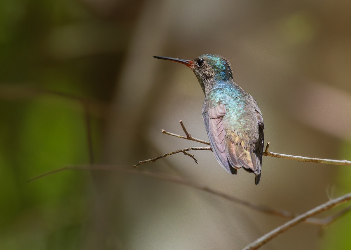 rødhakekolibri - ML645622889