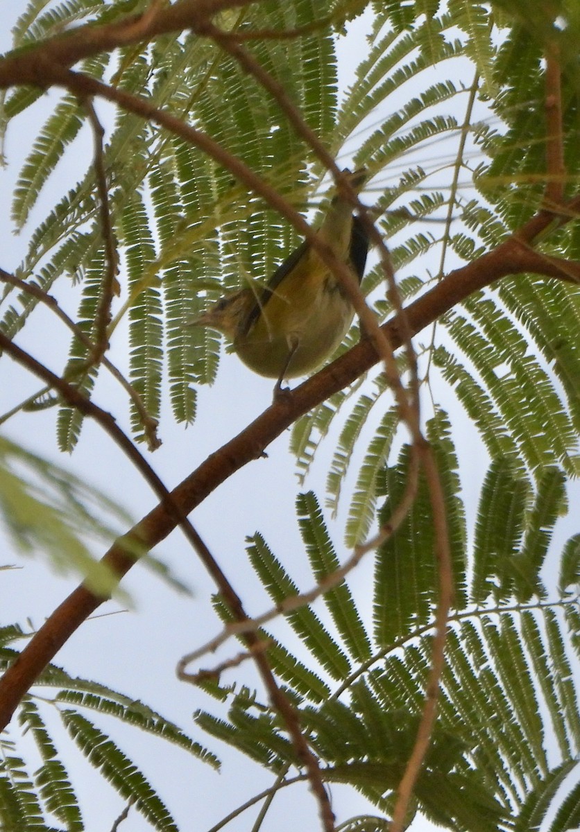 ויראו לבן-עין - ML645622891