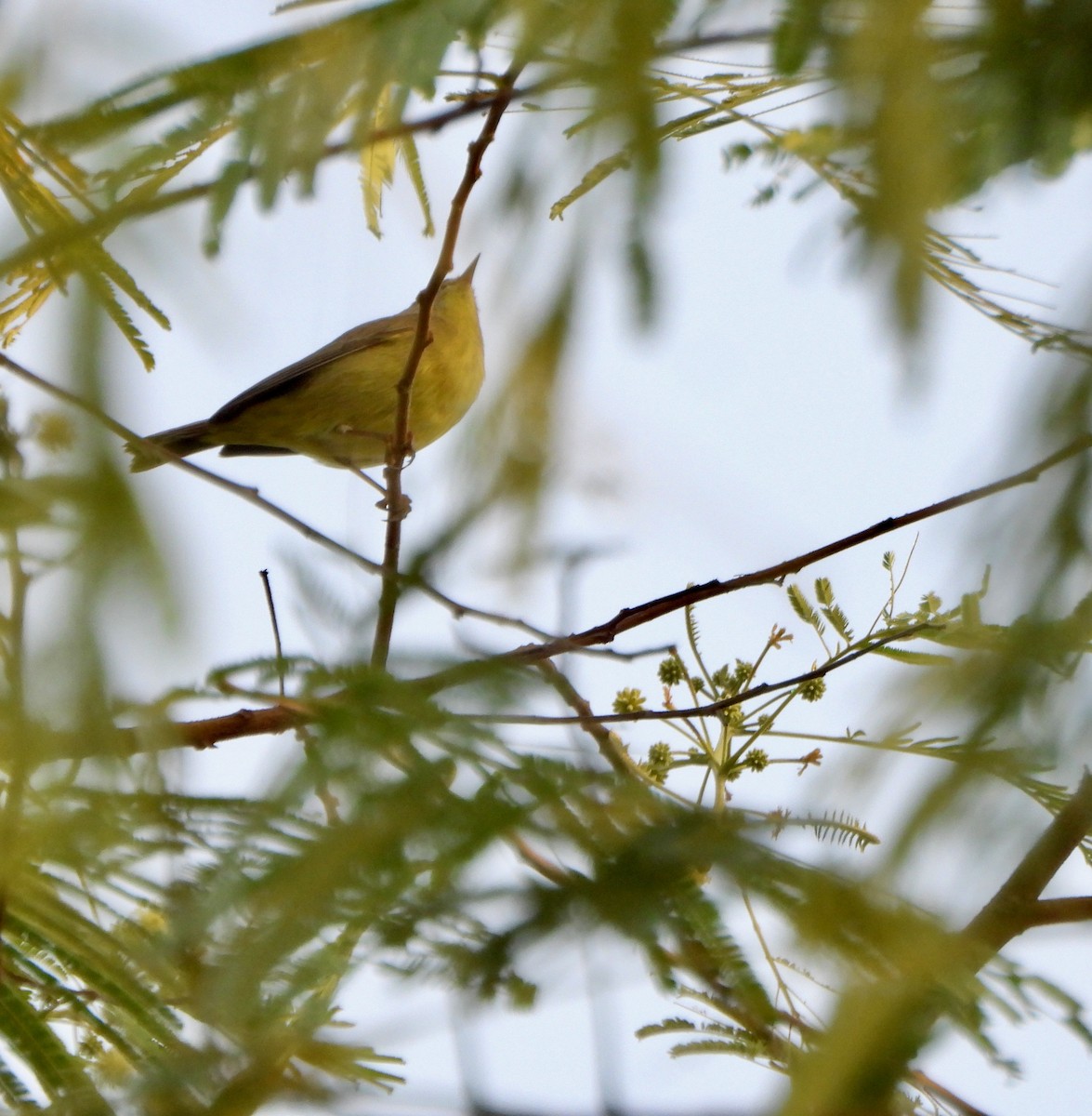 ויראו לבן-עין - ML645622892