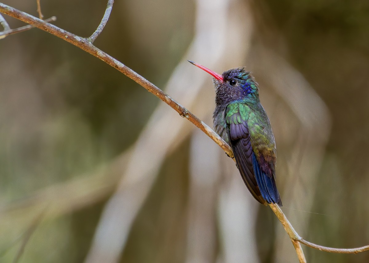 hvithakekolibri - ML645622894