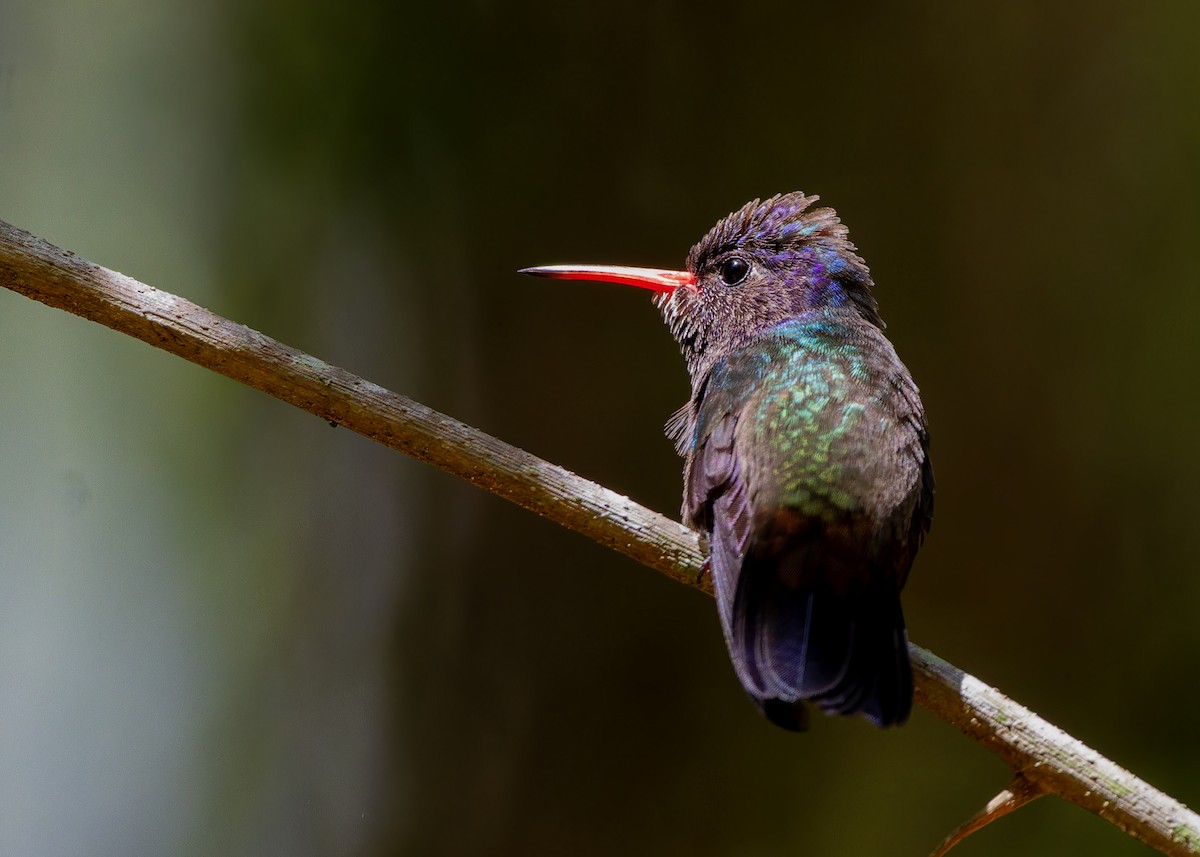 hvithakekolibri - ML645622895