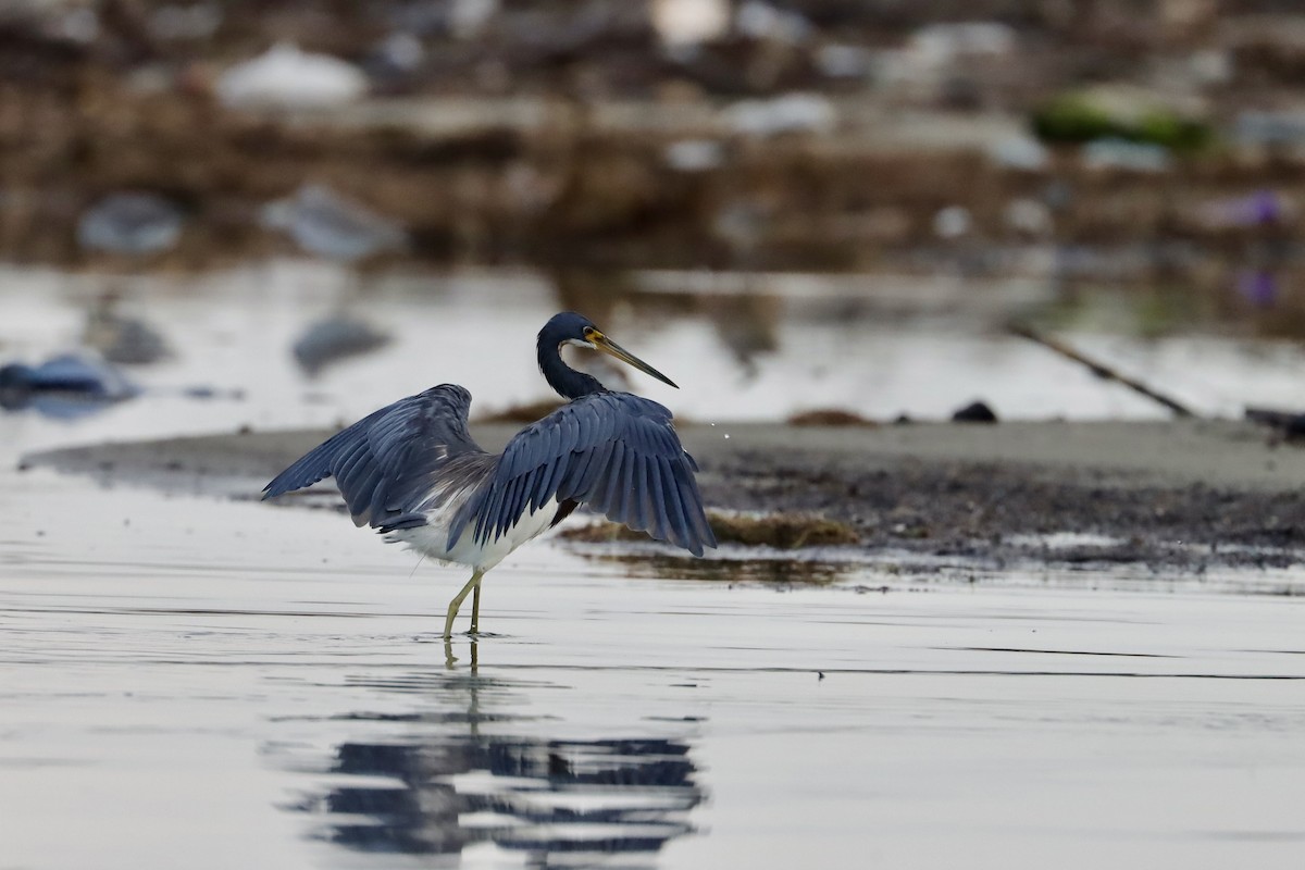 Tricolored Heron - ML645622897