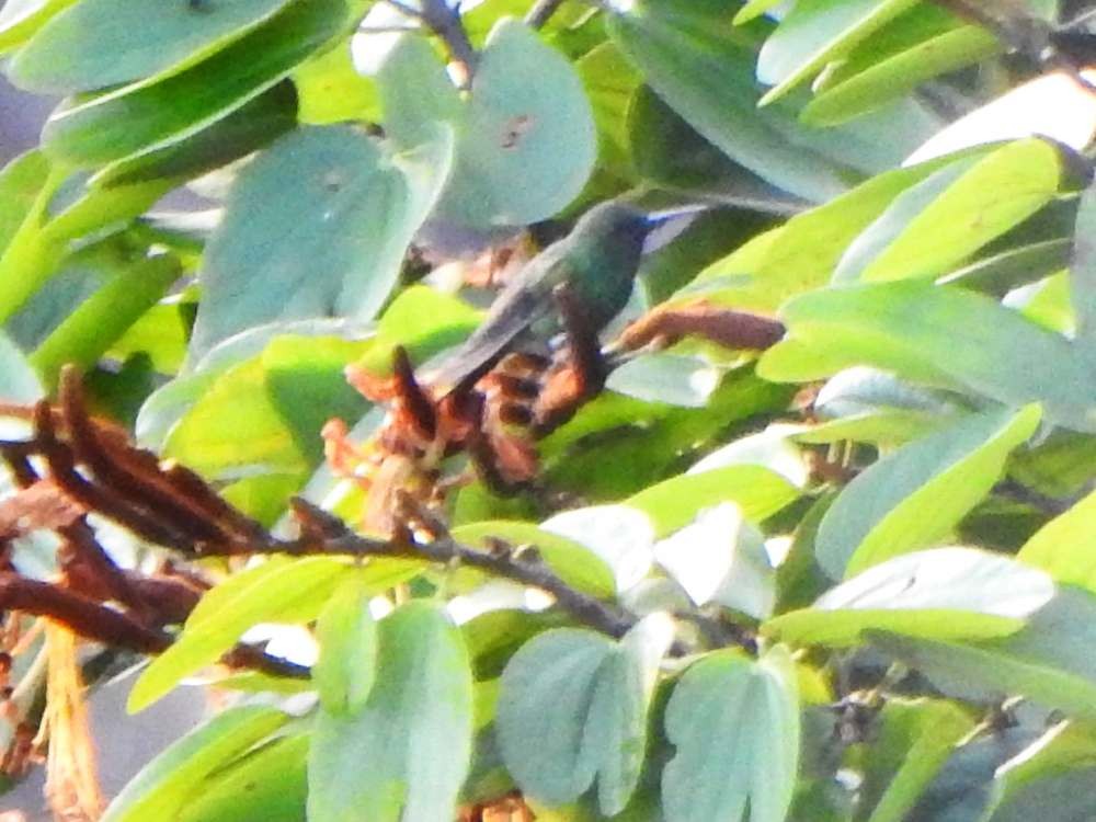 Copper-rumped Hummingbird - ML645622900