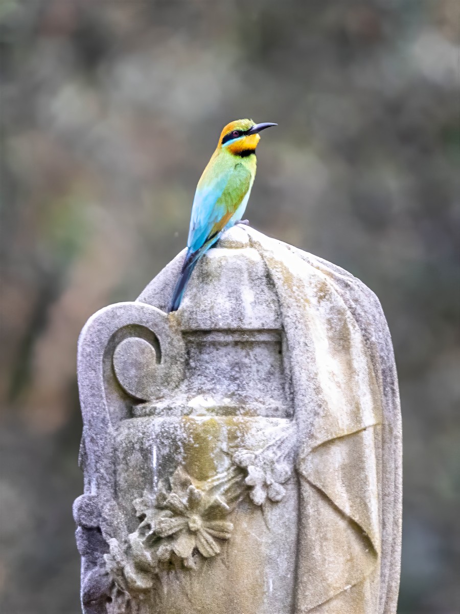 Rainbow Bee-eater - ML645622904