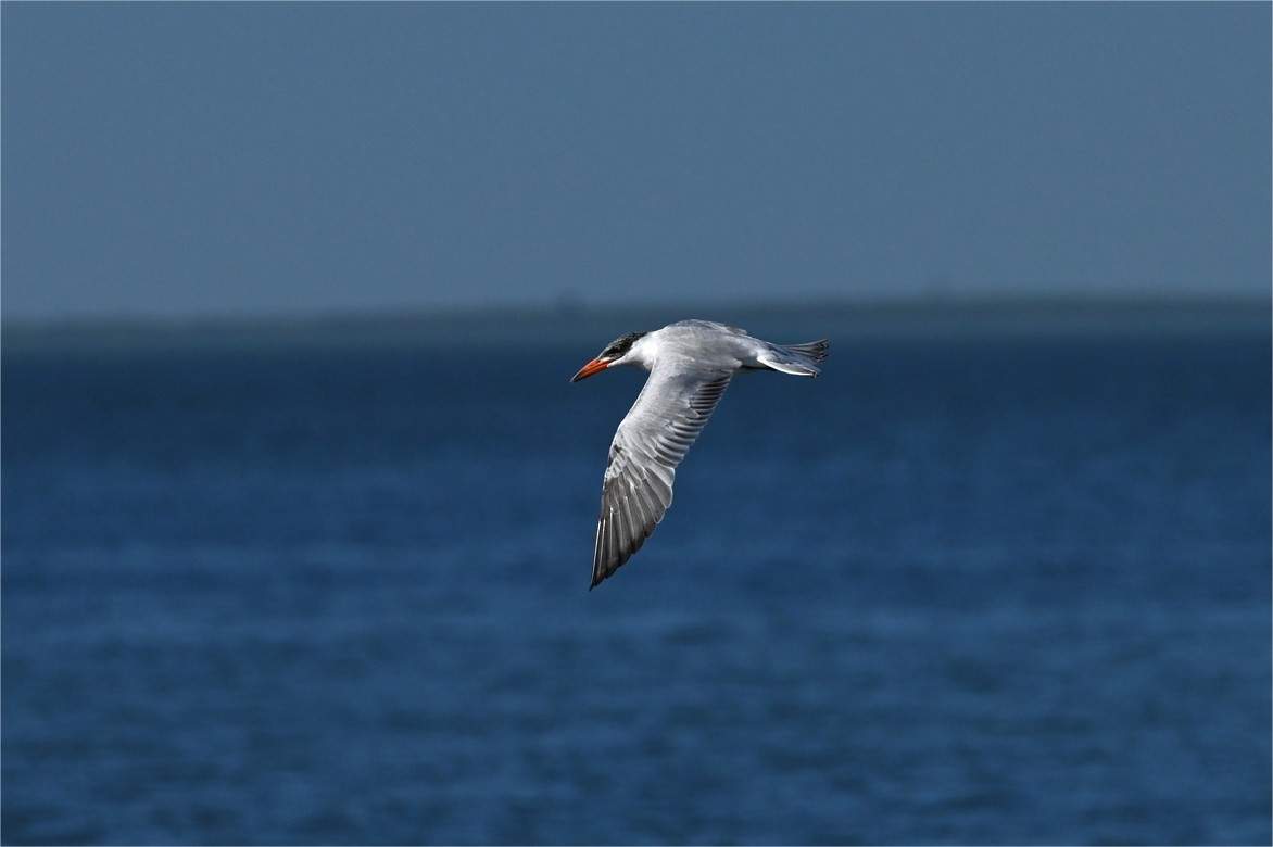 Caspian Tern - ML645622907