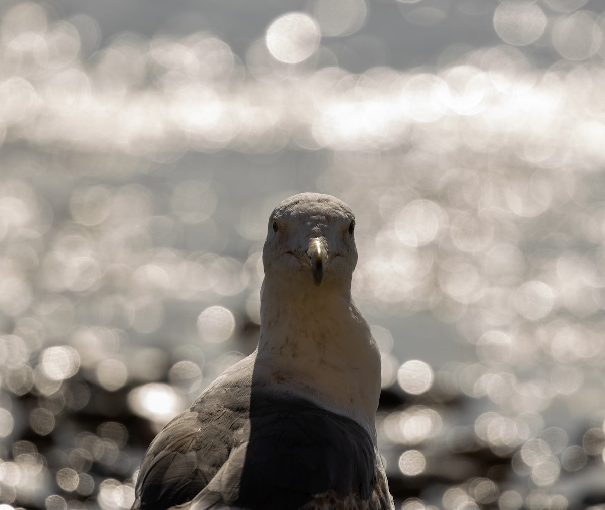Gaviota Californiana - ML645622908