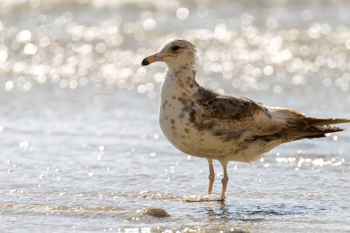 California Gull - ML645622909