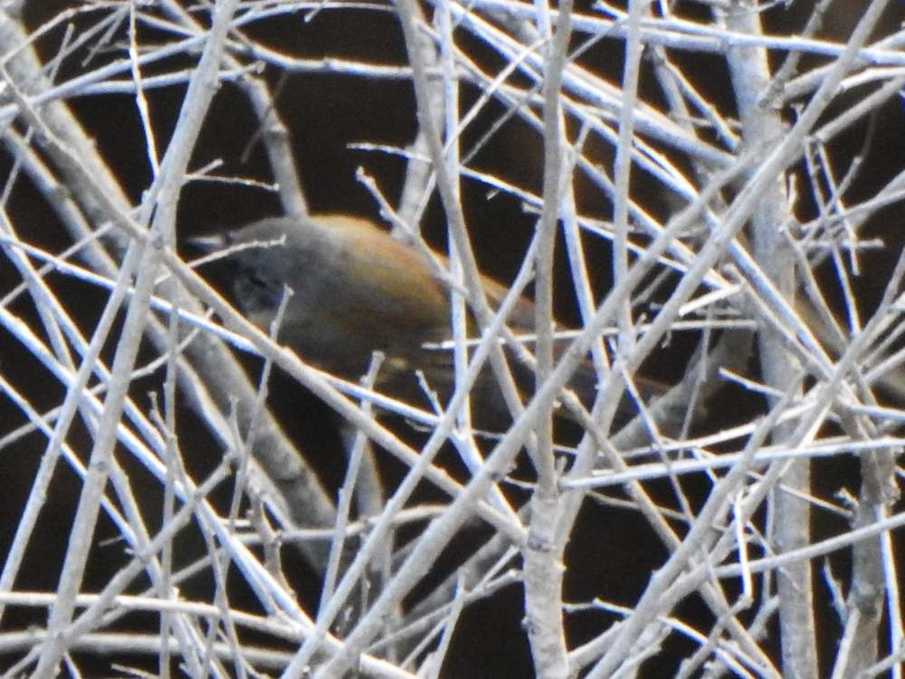 American Redstart - ML645622910